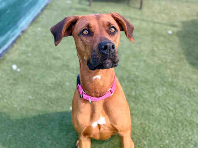 Shelter Stray Female Dog last seen BLACK CANYON RD., Carlsbad, CA 92011