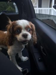 Found/Stray Male Dog last seen Midland terrace , Durham, NC 27704