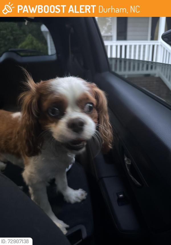 Found/Stray Male Dog last seen Midland terrace , Durham, NC 27704