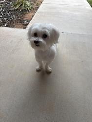 Found/Stray Unknown Dog last seen Oakdale Ridge, Edmond, Oklahoma City, OK 73013