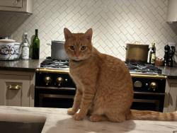 Lost Male Cat last seen Annaway and Merilane, Minneapolis, MN 55436