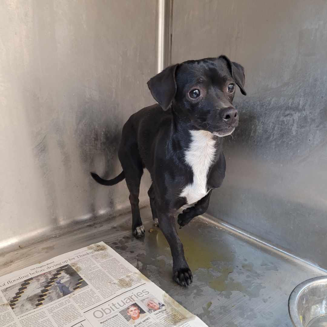 Shelter Stray Male Dog last seen , Los Angeles, CA 90031