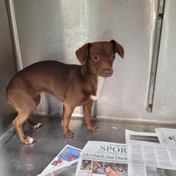 Shelter Stray Female Dog last seen , Los Angeles, CA 90031