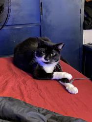 Lost Female Cat last seen Helen st & a E ontario st, Philadelphia, PA 19134