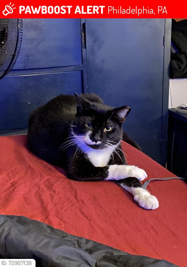 Lost Female Cat last seen Helen st & a E ontario st, Philadelphia, PA 19134