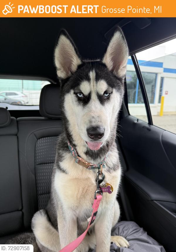 Found/Stray Female Dog last seen Detroit / GP border , Grosse Pointe, MI 48230