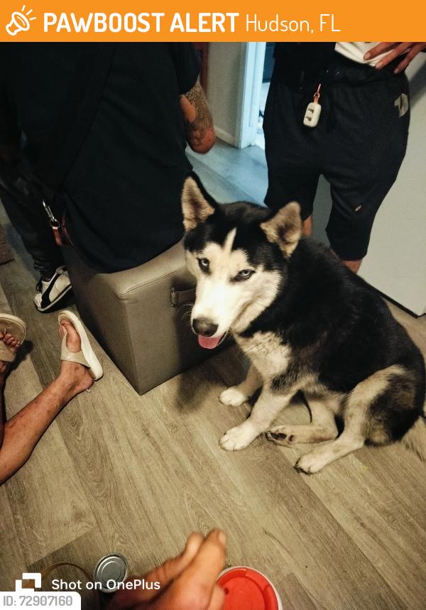 Found/Stray Male Dog last seen St.RD 52, Hudson, FL 34667