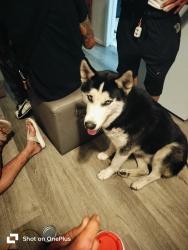 Found/Stray Male Dog last seen St.RD 52, Hudson, FL 34667