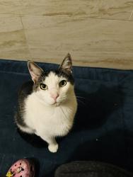 Lost Male Cat last seen camhill dr, chesaco ave, Rosedale, MD 21237