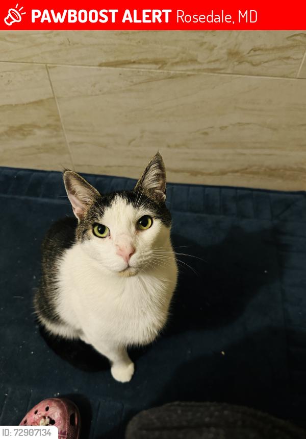 Lost Male Cat last seen camhill dr, chesaco ave, Rosedale, MD 21237
