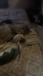 Lost Male Cat last seen Utah, garland, poplar court , Garland, UT 84312