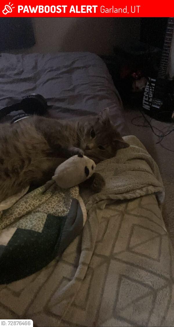 Lost Male Cat last seen Utah, garland, poplar court , Garland, UT 84312
