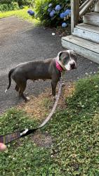 Found/Stray Female Dog last seen E 38th St. , Chattanooga, TN 37407
