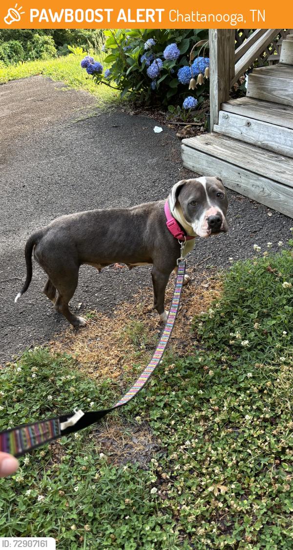 Found/Stray Female Dog last seen E 38th St. , Chattanooga, TN 37407