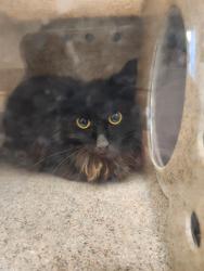 Shelter Stray Female Cat last seen SILVER LEGEND DR/COUNTRY RANCH DR,95829, Sacramento, CA 95827