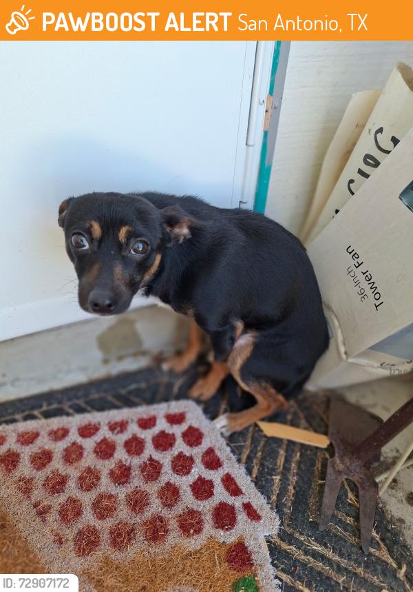 Found/Stray Male Dog last seen Woodgreen, San Antonio, TX 78218