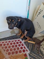 Found/Stray Male Dog last seen Woodgreen, San Antonio, TX 78218