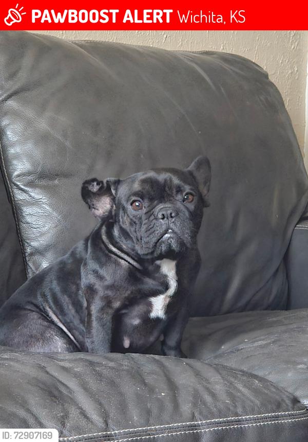 Lost Female Dog last seen Cross streets are Mt. Vernon and Battin. , Wichita, KS 67218
