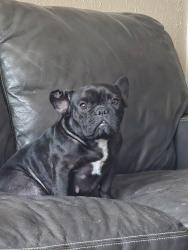 Lost Female Dog last seen Cross streets are Mt. Vernon and Battin. , Wichita, KS 67218