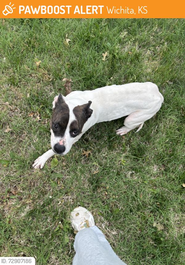 Found/Stray Female Dog last seen Milstead and rolling hills , Wichita, KS 67212