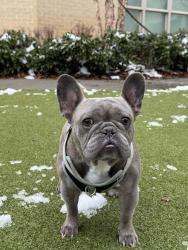 Lost Male Dog last seen Lynch Mountain Road, Sautee Nacoochee, Ga, Usa, Sautee Nacoochee, GA 30571