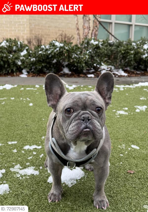 Lost Male Dog last seen Lynch Mountain Road, Sautee Nacoochee, Ga, Usa, Sautee Nacoochee, GA 30571