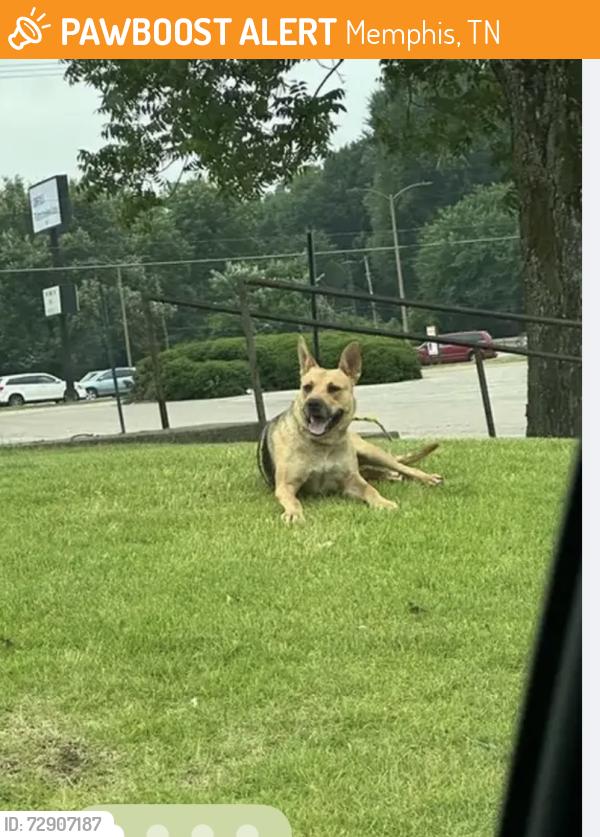 Found/Stray Unknown Dog last seen Kroger at Summer and Waring, Memphis, TN 38122