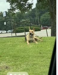 Found/Stray Unknown Dog last seen Kroger at Summer and Waring, Memphis, TN 38122