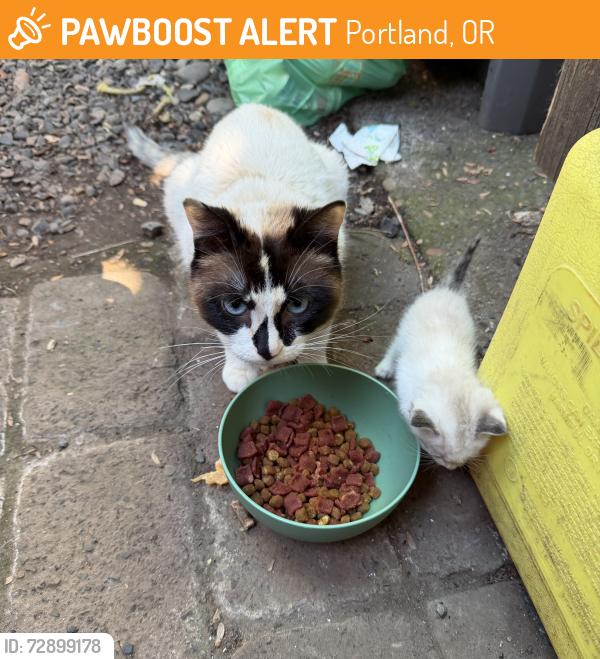 Found/Stray Female Cat last seen 102nd and Burnside st, Portland, OR 97216
