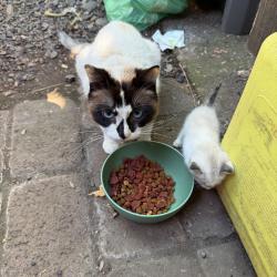 Found/Stray Female Cat last seen 102nd and Burnside st, Portland, OR 97216
