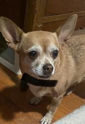 Reunited Female Dog last seen Weber road, Columbus, OH 43202