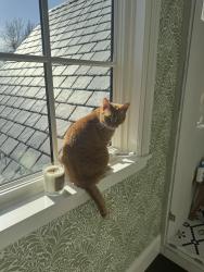 Lost Male Cat last seen Merilane and Annaway, Minneapolis, MN 55436