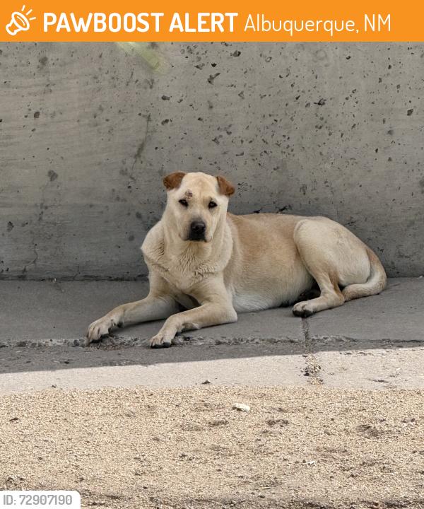 Found/Stray Female Dog last seen Four Hills Road and Fennel Ct., Albuquerque, NM 87123