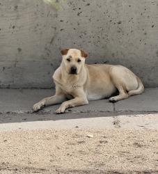 Found/Stray Female Dog last seen Four Hills Road and Fennel Ct. , Albuquerque, NM 87123