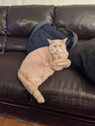 Reunited Male Cat last seen Fountain and Vermont, Los Angeles, CA 90029