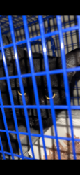 Found/Stray Male Cat last seen Normandie & 8th st, Los Angeles, CA 90005
