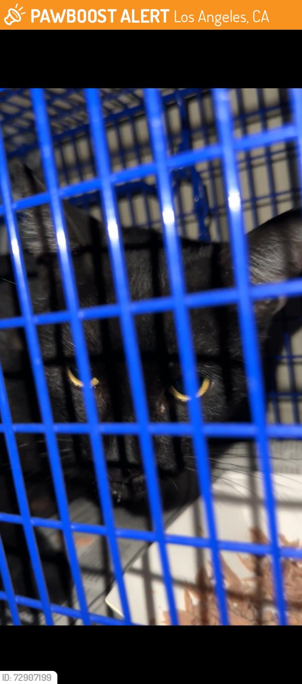 Found/Stray Male Cat last seen Normandie & 8th st, Los Angeles, CA 90005