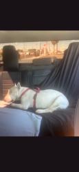 Reunited Male Dog last seen Nuevo Hueco Tanks; Purple Valley, Cyan Valley, Red Valley, Socorro, TX 79927