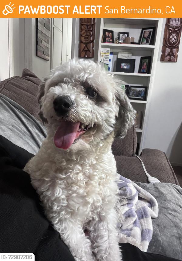 Found/Stray Female Dog last seen 40th San Bernardino , San Bernardino, CA 92405