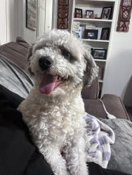 Found/Stray Female Dog last seen 40th San Bernardino , San Bernardino, CA 92405
