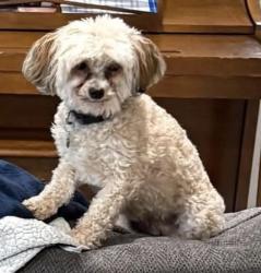 Reunited Male Dog last seen Open space behind lenner homes in gold creek running west towards the homes of legacy trail , Elizabeth, CO 80107