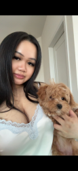 Reunited Female Dog last seen Near W villard Ave, Milwauee, Wi 53218 (golden chicken), Milwaukee, WI 53218