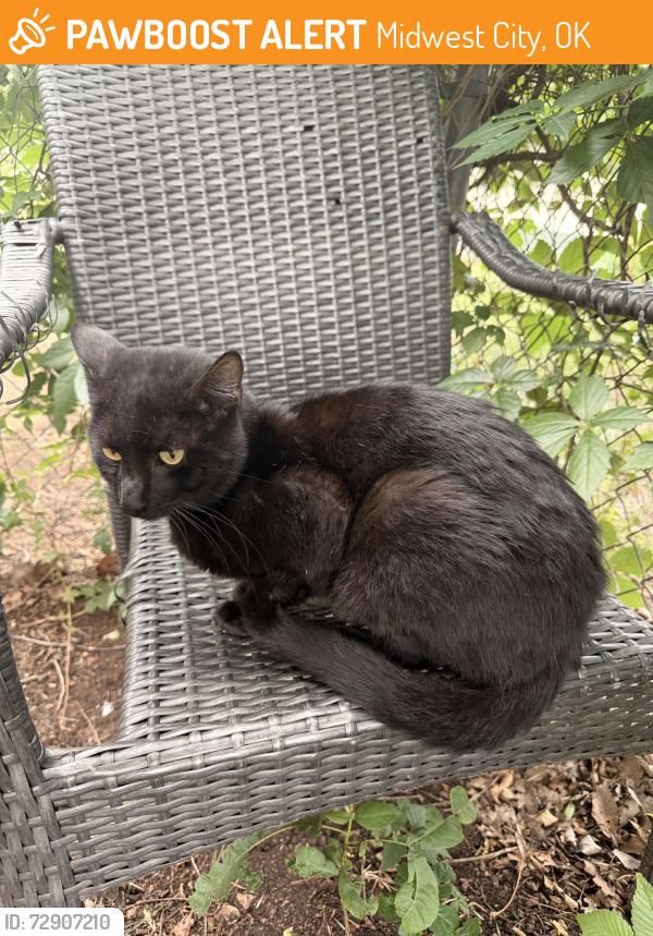 Found/Stray Male Cat last seen East rose drive and clary drive , Midwest City, OK 73110