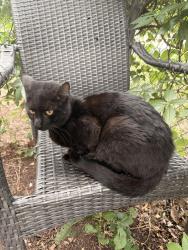 Found/Stray Male Cat last seen East rose drive and clary drive , Midwest City, OK 73110