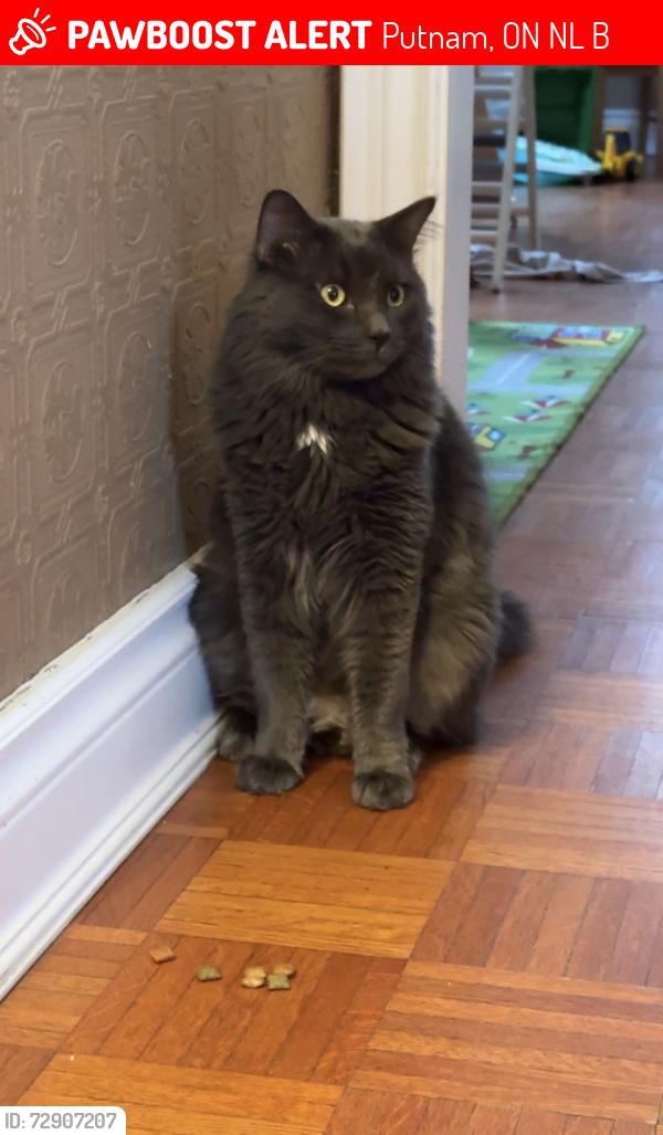 Lost Male Cat last seen Cromarty drive near Lewis road, Putnam, ON N0L 2B0