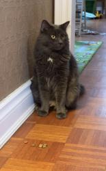Lost Male Cat last seen Cromarty drive near Lewis road , Putnam, ON N0L 2B0