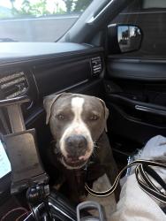 Found/Stray Male Dog last seen Chuck Pezoldt Park, Miami, FL 33187