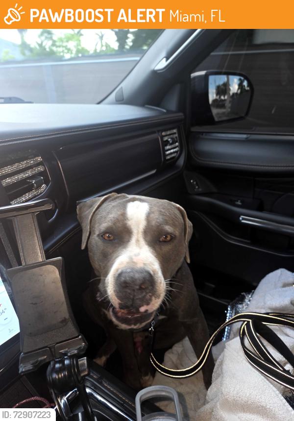 Found/Stray Male Dog last seen Chuck Pezoldt Park, Miami, FL 33187
