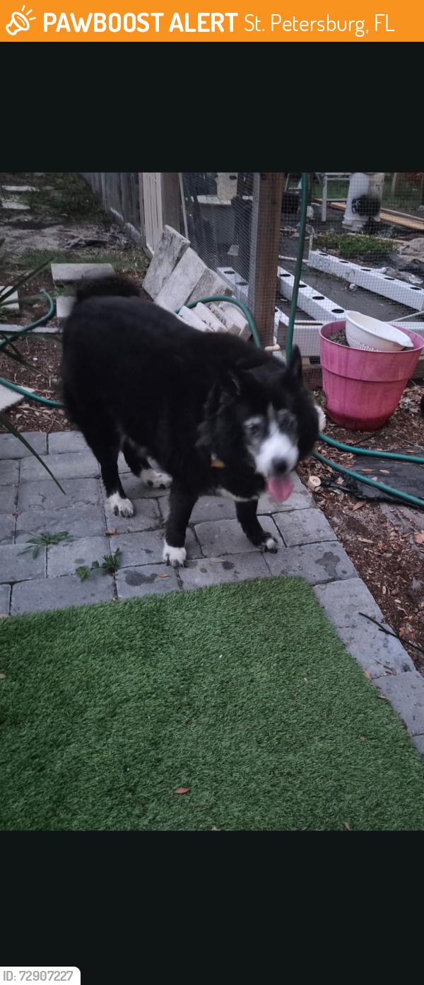 Found/Stray Female Dog last seen 72nd Ave N , St. Petersburg, FL 33702