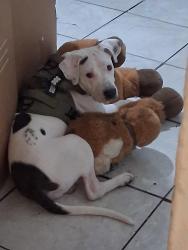 Lost Male Dog last seen 21st, Las Vegas, NV 89101